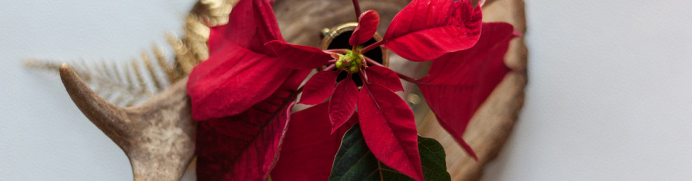 Stella di Natale – il fiore protagonista delle feste Natalizie